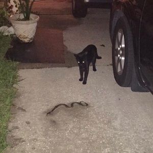 Meet your Posher, Roland